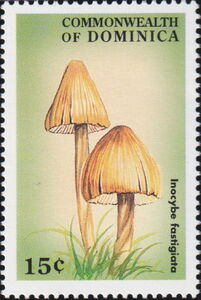 Inocybe Fastigiata