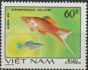 Green Swordtail (Xiphophorus helleri)