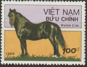 Welsh Cob (Equus ferus caballus)