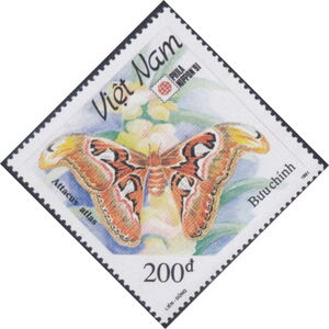 Atlas Moth (Attacus atlas)