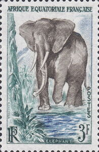 African Forest Elephant (Loxodonta cyclotis)