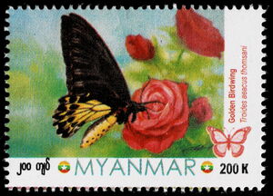 Golden Birdwing (Troides aeacus thomsani)