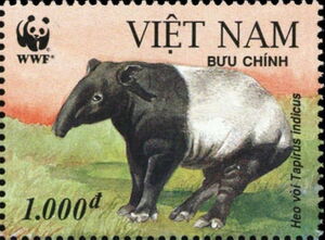 Malayan Tapir (Tapirus indicus)