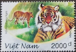 Tiger (Panthera tigris)