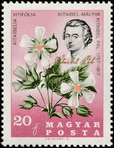 Kitaibel Pál; Vine-leaved Mallow (Kitaibelia vitifolia)