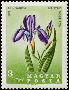 Steppe Iris (Iris aphylla subsp. hungarica)