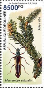Abies alba, Macrambyx suturalis