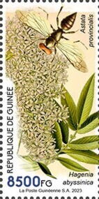 Astata provincialis, Hagenia byssinica