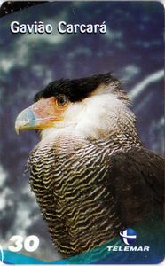 Gavião Carcará - 10/10