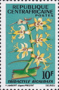 Tridactyle bicaudata