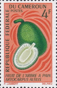 Breadfruit (Artocarpus altilis)