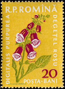 Purple Foxglove (Digitalis purpurea)