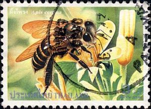 Asiatic Honey Bee (Apis cerana)