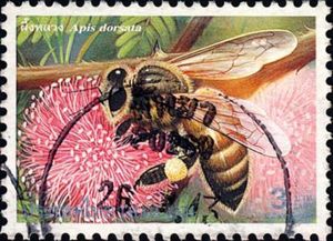 Giant Honeybee (Apis dorsata)