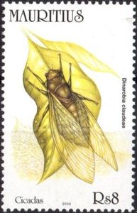 Cicada (Dinarobia claudeae)