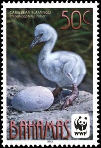 Caribbean Flamingo (Phoenicopterus ruber)