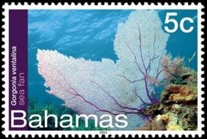 Purple Sea Fan (Gorgonia ventalina)