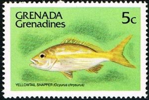 Yellowtail Snapper (Ocyurus chrysurus)