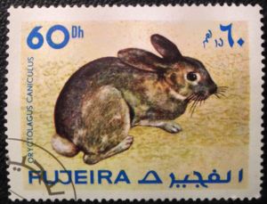 European Rabbit (Oryctolagus cuniculus)