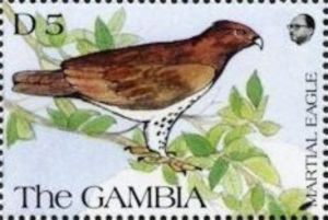 Martial Eagle (Polemaetus bellicosus)