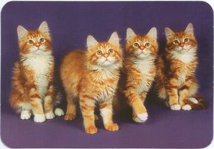 Four Red Kittens