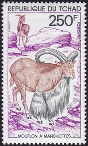 Aoudad (Ammotragus lervia)