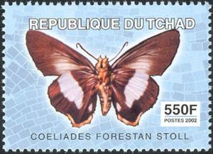 Striped Policeman (Coeliades forestan)