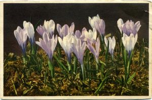 Crocus albihorus - Spring Crocus