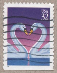 Mute Swan (Cygnus olor)