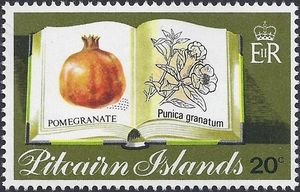 Pomegranate (Punica granatum)