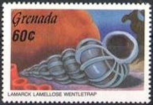 Lamellose Wentletrap (Epitonium lamellosum)