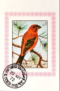 Red Crossbill (Loxia curvirostra)