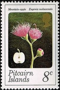 Mountain-apple (Eugenia malaccensis)