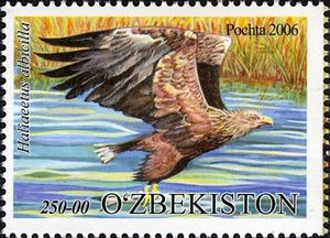 White-tailed Eagle (Haliaeetus albicilla)