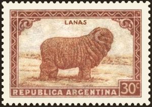 Merino Sheep (Ovis aries)
