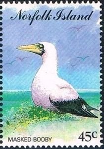 Masked Booby (Sula dactylatra)