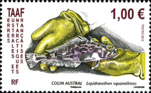 Grey Rockcod (Lepidonotothen squamifrons)