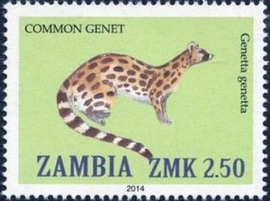 Common Genet (Genetta genetta)