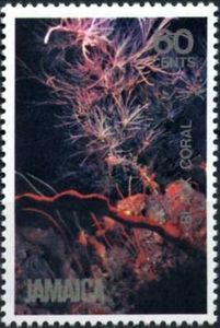 Black Coral (Anthiphates sp.)