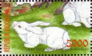 Domestic Rabbit (Oryctolagus cuniculus domesticus)