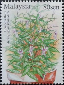 Andrographis paniculata