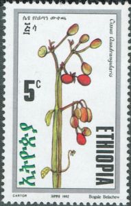 Cissus quadrangularis