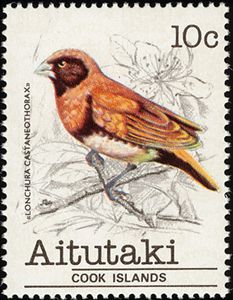 Chestnut-breasted Munia (Lonchura castaneothorax)