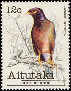 Common Myna (Acridotheres tristis)