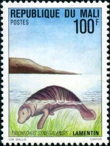 African Manatee (Trichechus manatus senegalensis)