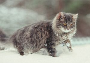 Kitten in the snow