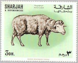 Domestic Sheep (Ovis aries)