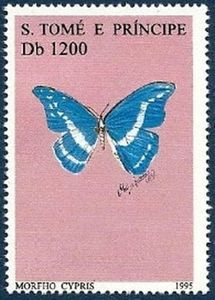 Cypris Morpho (Morpho cypris)