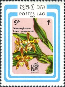 Odontoglossum luteo-purpureum