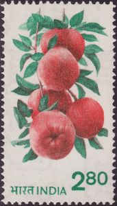 Apple (Malus domestica)